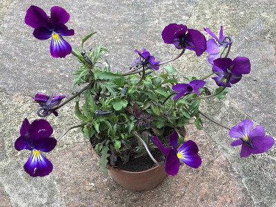 2021-05-01 neu hier  Viola wockei.jpg