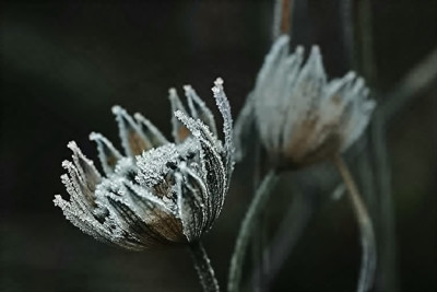 new_Astrantia-gefrostet-Dez-06_fm_small.jpg