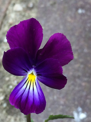 2021-05-01 Viola wockei.jpg