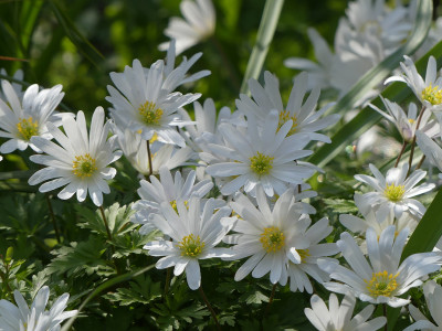 2021-05-01 Anemone blanda 'White Splendor' 2.jpg