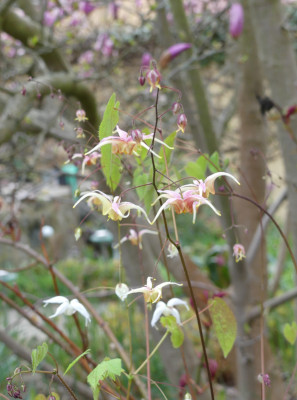 2021-05-01 Epimedium 'Sam Taylor' 1.jpg