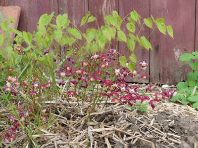 2021-05-01 Epimedium 'Galadriel'.jpg