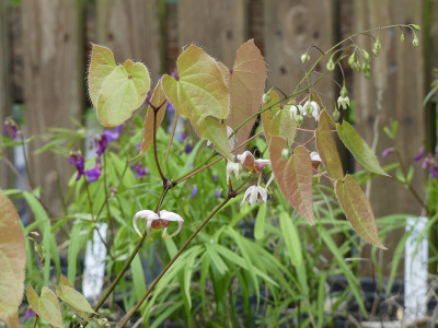 2021-05-01 Epimedium 'Jean O'Neill' 1.jpg