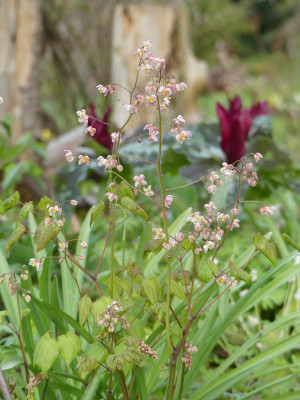 2021-05-01 Epimedium 'Perlsprudel' 1.jpg