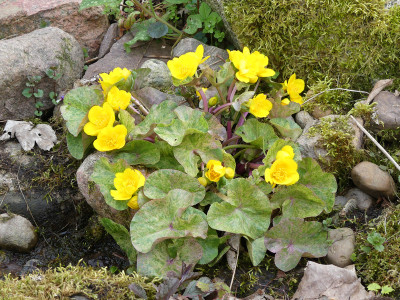 2021-05-01 Caltha palustris 'Variegata' 1.jpg