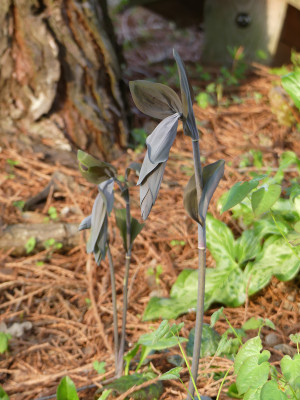 2021-05-01 Polygonatum 'Betberg'.jpg