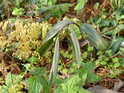 2021-05-01 Polygonatum nodosum.jpg