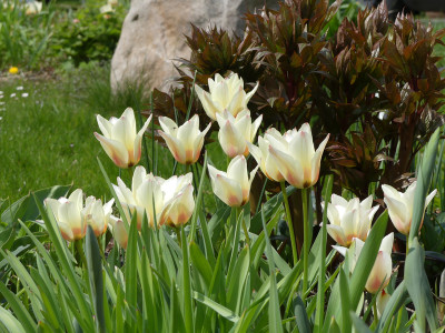 2021-05-01 Tulipa 'Für Elise' 2.jpg