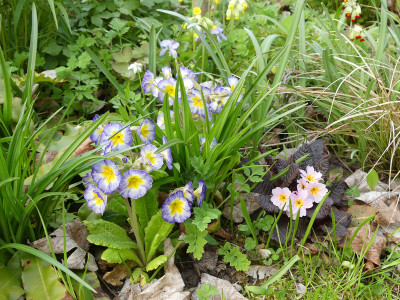 2021-05-01 Primula.jpg