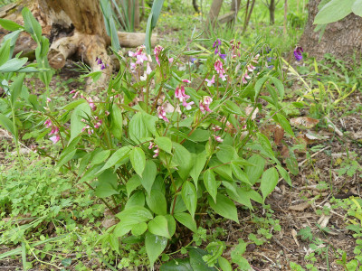 2021-05-01 Lathyrus vernus 1.jpg