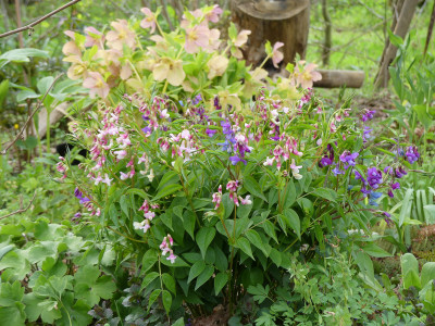 2021-05-01 Lathyrus vernus 2.jpg