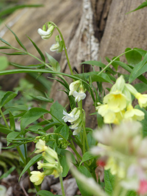 2021-05-01 Lathyrus vernus 'Albus' 1.jpg