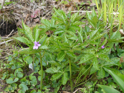 2021-05-01 Cardamine pentaphyllos.jpg