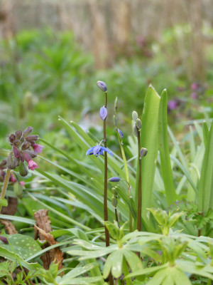 2021-05-01 Scilla amoena 1.jpg