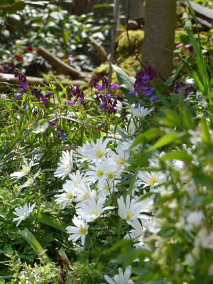 2021-05-01 Gartenimpressionen 2.jpg