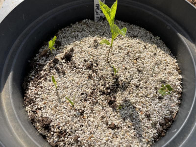 Halesia diptera var. magniflora Germination April 2021.JPG