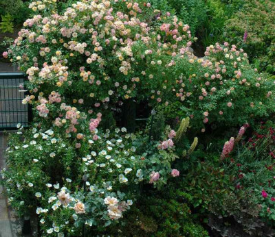 Rosa_Cafe-Lavender_Pinocchio_-_Phyllis_Bide_1_03-06-2007.jpg