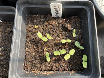 Tithonia rotundifolia Germination April 2021.JPG