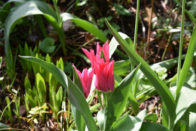 Blüten im Mai 028.JPG