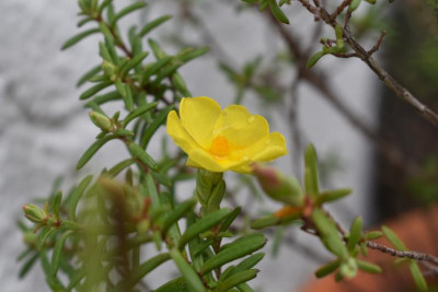 Blüten im Mai 009.JPG