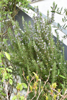 Blüten im Mai 015.JPG