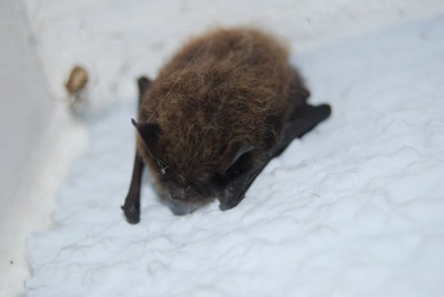 Fledermaus.jpg