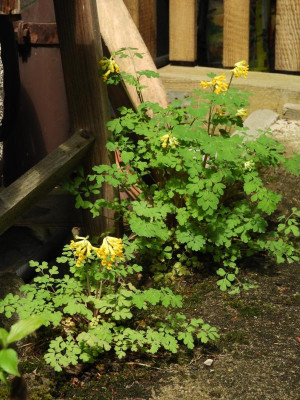 DSCN5098.JPG