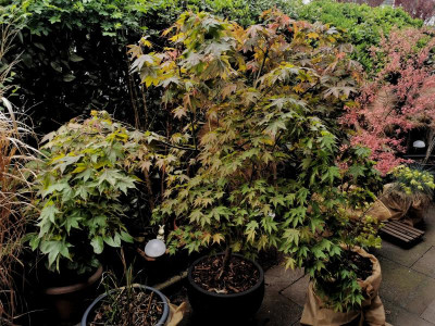 Acer.jpg
