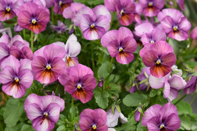 Blüten im Mai 004.JPG
