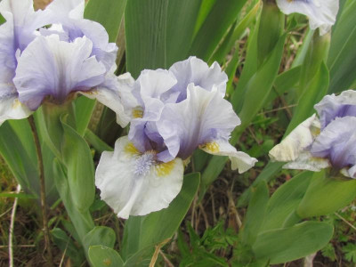 SDB Breezy Blue 2.JPG