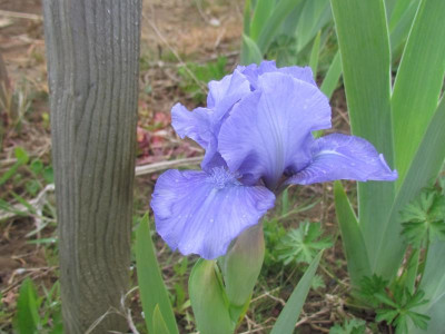 SDB Nassau Blue 2.JPG