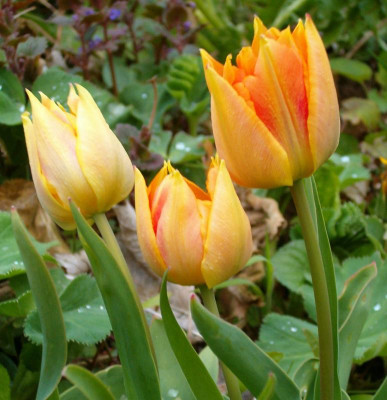 Tulpen3.JPG