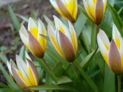 Tulpen.JPG