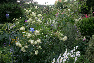 Rose_Lovley_Green0607a.jpg