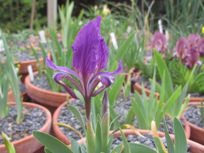 Iris attica.JPG