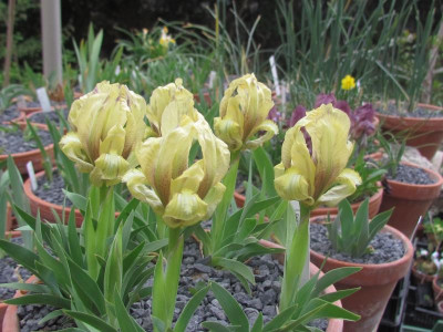 Iris taurica gelb flm.JPG