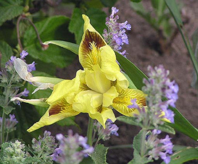 iris_gelb_nepeta.jpg