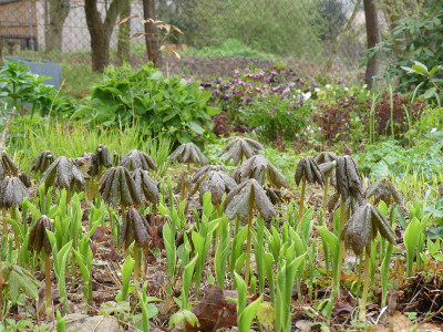 2021-05-02 Podophyllum peltatum.jpg
