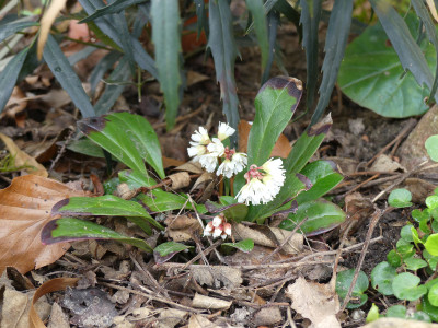 2021-05-02 Berneuxia thibetica.jpg