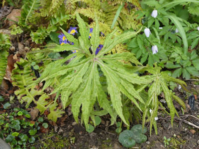 2021-05-02 Syneilesis 'Kiko'.jpg