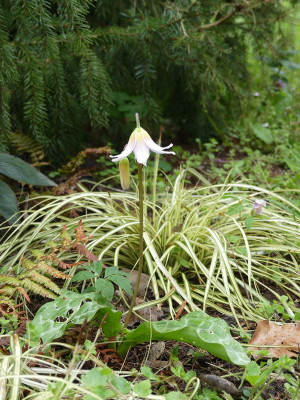 2021-05-02 Erythronium 'Kinfaun's Pink'.jpg
