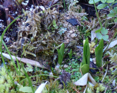 Cypripedium tibeticum 2021 Viertrieber.jpg