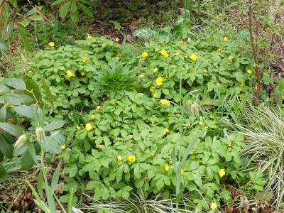 2021-05-02 Hylomecon japonica.jpg