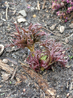 2021-05-01 Molopospermum peloponnesiacum 2.jpg