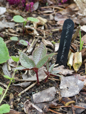 2021-05-02 Paeonia cambessedesii 3.jpg