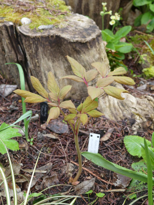 2021-05-02 Paeonia obovata 1.jpg