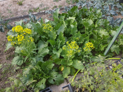 Cima di rapa 210502.jpg