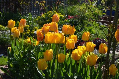 Tulipa-Daydream.17-4.jpg