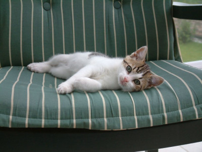 Katze__6.12.07_014.jpg