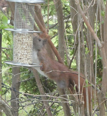 Eichhörnchen 210503.jpg